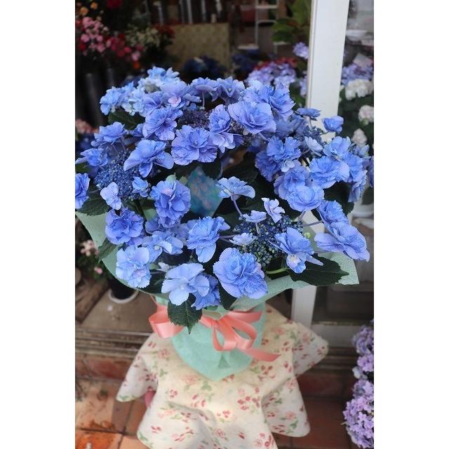 21超人気 アジサイ 苗 鉢花 紫陽花 開花株 ラッピング込み期間終了 フェアリーマーブル５号鉢 ２２