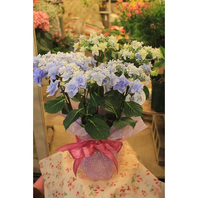 アジサイ 苗 鉢花 紫陽花 開花株 ラッピング期間終了 銀河 ブルー５号底面給水鉢 ２２ 21ajigingabilo685 森農園ネットショップ 通販 Yahoo ショッピング
