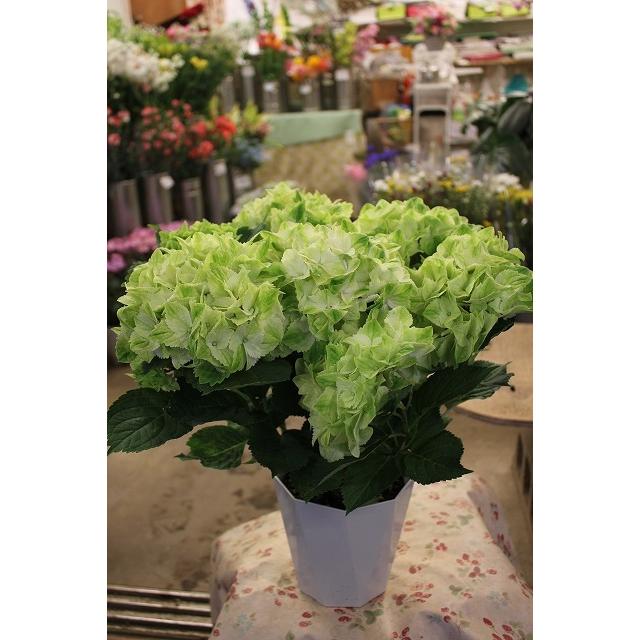 母の日ギフト アジサイ 苗 鉢花 紫陽花 開花株 ５ ６ 金 又は５ ７ 土 お届け 時間指定不可 レモンキス ピンク５号鉢ラッピング込み ２２ 21ajiiero Kissut35 森農園ネットショップ 通販 Yahoo ショッピング