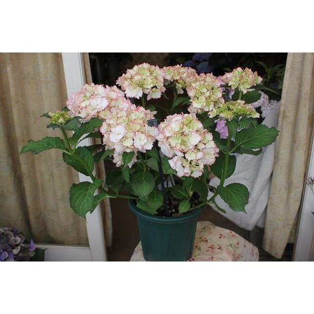 ラッピング無料 ２１アジサイ 苗 鉢花 開花株 蕾ですがギフトに最適 自然