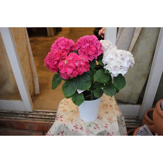 アジサイ 苗 鉢花 紫陽花 開花株 ５ ４ 水 期間発送不可商品 寿 祝日 ２２ ７ ５ ことぶき ４号鉢 土