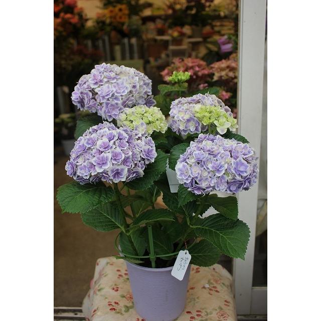２１アジサイ 苗 鉢花 開花株 鏡花水月ブルー パープル５号鉢 21ajikyoukasuigeboi65 森農園ネットショップ 通販 Yahoo ショッピング