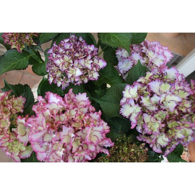 ２１newアジサイ 苗 鉢花 開花株 ５ ５ ５ ９お届け不可 マジカル カラードリームブルー５号鉢 21ajimajikakara Doui45 森農園ネットショップ 通販 Yahoo ショッピング