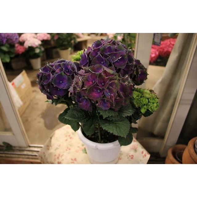 アジサイ 苗 鉢花 紫陽花 開花株 ５ ４ 水 ５ ７ 土 期間発送不可商品 マジカルクリムゾン ブルー５号鉢 ２２ 21ajimajikakurimuzonyt45 森農園ネットショップ 通販 Yahoo ショッピング
