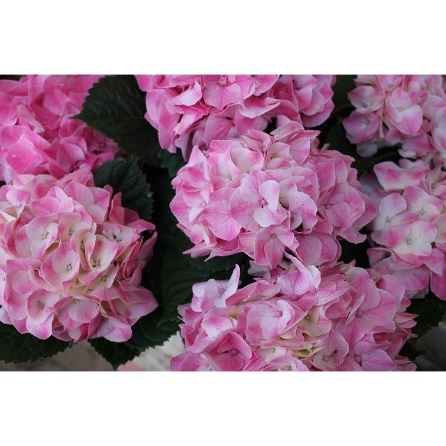 ２１newアジサイ 苗 鉢花 開花株 花無し マジカル マーブルピンク６号底面給水鉢 21ajimajikama Bupur16 森農園ネットショップ 通販 Yahoo ショッピング