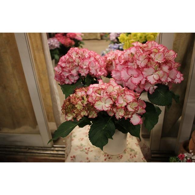 ２１newアジサイ 苗 鉢花 開花株 ５ ５ ５ ９お届け不可 マジカル カラードリームレッド５号鉢 21ajimajikara Doririm35 森農園ネットショップ 通販 Yahoo ショッピング