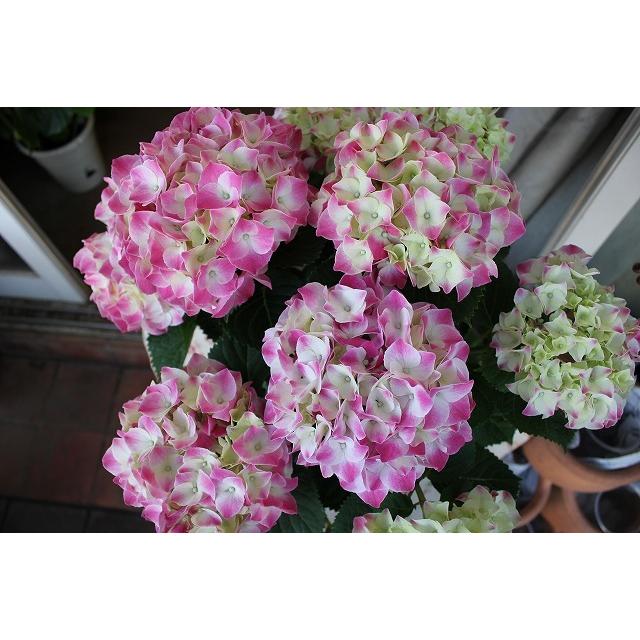 買収 アジサイ 苗 鉢花 紫陽花 開花株 ５ ３ 火 ５ ７ 土 期間発送不可商品 マジカルマーブルピンク５号底面給水鉢 Wantannas Go Id