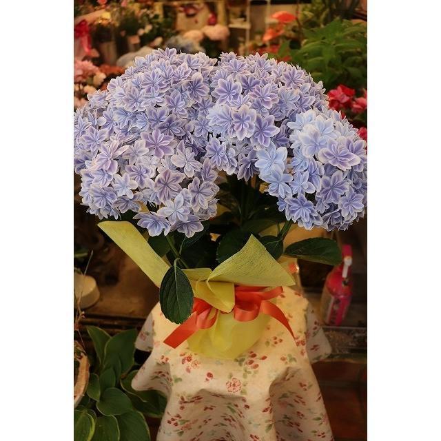 母の日ギフト　アジサイ　万華鏡ブルー５号ラッピング込み（５/１０母の日お届け　苗　鉢花　紫陽花　開花株）２６（Yahoo!・森農園ネットショップ）