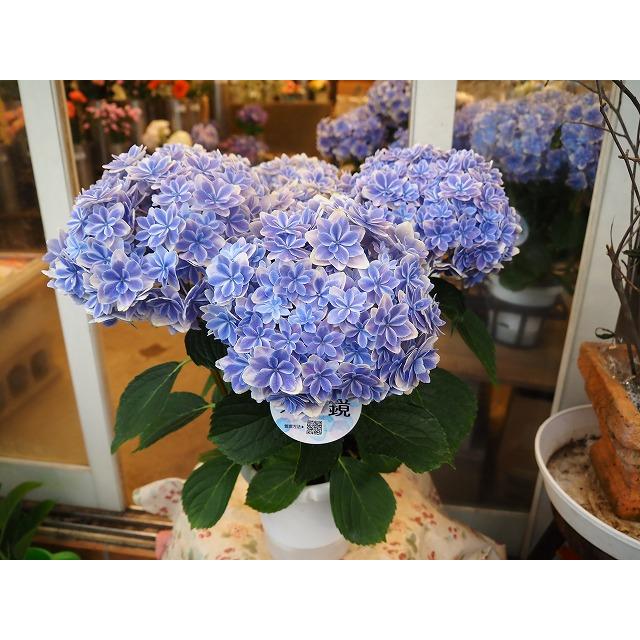紫陽花様★専用商品★製作中 アジサイ 万華鏡ブルー5号ラッピング込み（入荷商品は画像4〜6