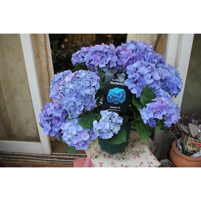 ２１newアジサイ 苗 鉢花 開花株 蕾でもギフトに最適 自然開花並みの丈夫仕立て マリーナ７号鉢 21ajimari Nabik87 森農園ネットショップ 通販 Yahoo ショッピング