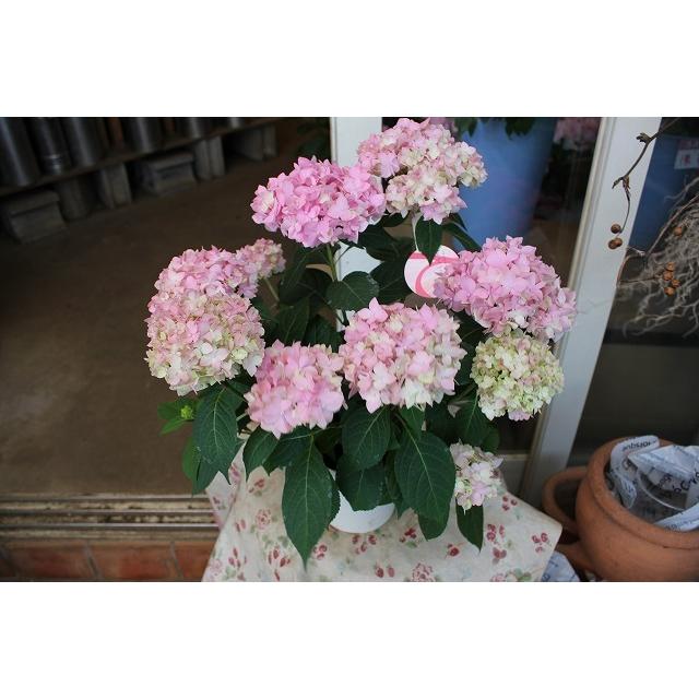 597円 大幅にプライスダウン アジサイ 苗 鉢花 紫陽花 開花株 ５ ３ 火 ５ ７ 土 期間発送不可商品 てててまりピンク４号鉢 ２２