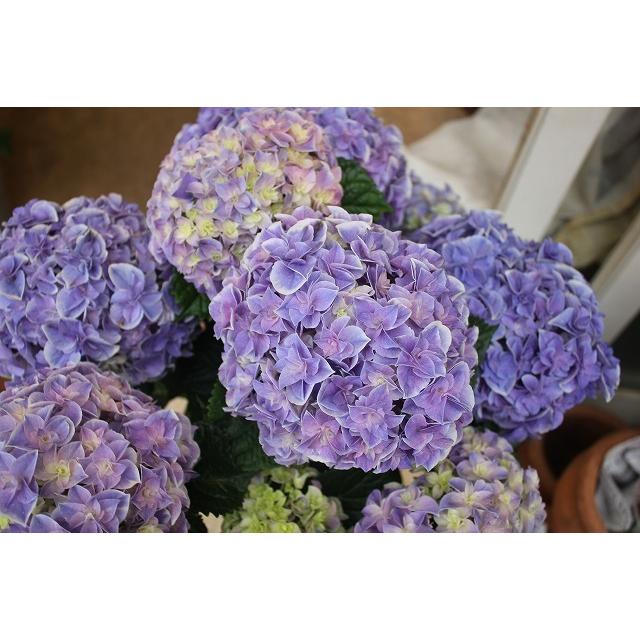 ２１アジサイ 苗 鉢花 開花株 月の女神５号鉢 21ajitukinomegahj65 森農園ネットショップ 通販 Yahoo ショッピング