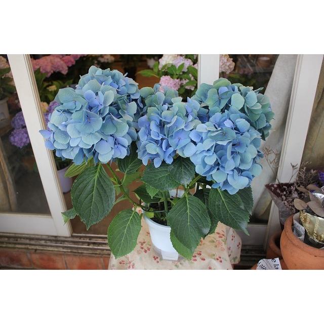 ２１秋色アジサイ 苗 鉢花 開花株 人気の生産者 鬼木の秋色アジサイ D７ ５号底面給水鉢 21akiajionid7lo85 森農園ネットショップ 通販 Yahoo ショッピング