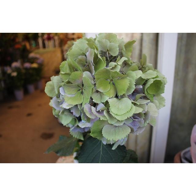 ２１秋色アジサイ 苗 鉢花 人気の生産者 鬼木の秋色アジサイ M２９ ４号底面給水鉢 21akiajionim29lp64 森農園ネットショップ 通販 Yahoo ショッピング