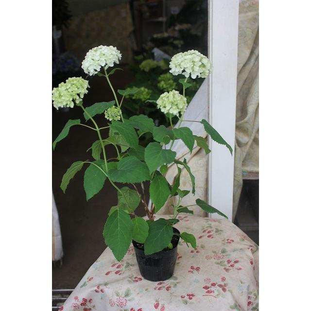 ２１アナベル 苗 鉢花 開花株 アナベル３号ポット