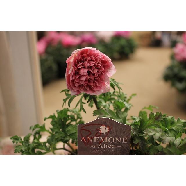２１アネモネ 苗 現品販売 お一人５株まで アンアリス ２０番 ３ ５号ポット 21aneanhyu3 森農園ネットショップ 通販 Yahoo ショッピング