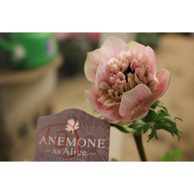 ２１アネモネ 苗 現品販売 お一人５株まで アンアリス A１０番 ３ ５号ポット 21aneana10uc03 森農園ネットショップ 通販 Yahoo ショッピング