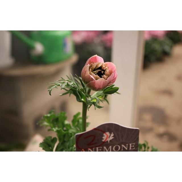 ２１アネモネ 苗 現品販売 お一人５株まで アンアリス A２番 ３ ５号ポット 21aneana2yg93 森農園ネットショップ 通販 Yahoo ショッピング