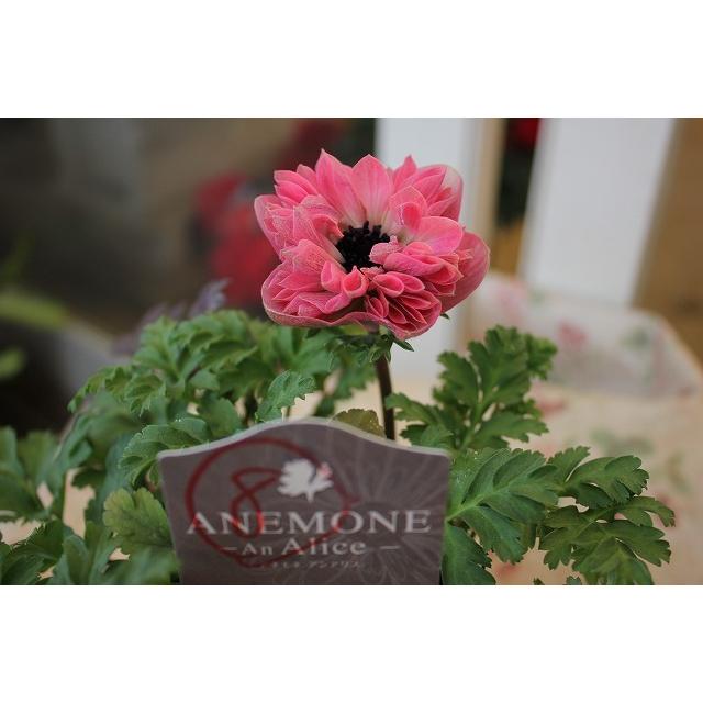 ２１アネモネ 苗 現品販売 お一人５株まで アンアリス B８ ３ ５号ポット 21aneanb8ly 森農園ネットショップ 通販 Yahoo ショッピング