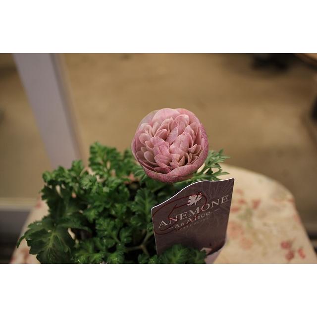 ２１アネモネ 苗 現品販売 お一人５株まで アンアリス C５番 ３ ５号ポット 21aneanc5yb23 森農園ネットショップ 通販 Yahoo ショッピング