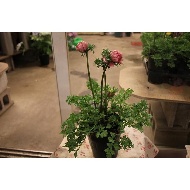 ２１アネモネ 苗 現品販売 お一人様同御住所様５株まで アンアリス C７番 ４号ロングポット 21aneanc7uy4 森農園ネットショップ 通販 Yahoo ショッピング