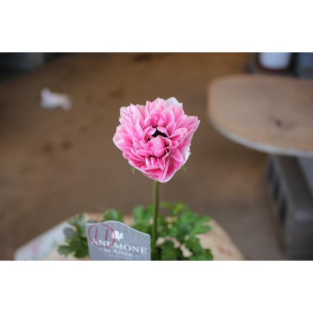 ２１アネモネ 苗 現品販売 お一人５株まで アンアリス D１１番 ３ ５号ポット 21aneand11ty43 森農園ネットショップ 通販 Yahoo ショッピング