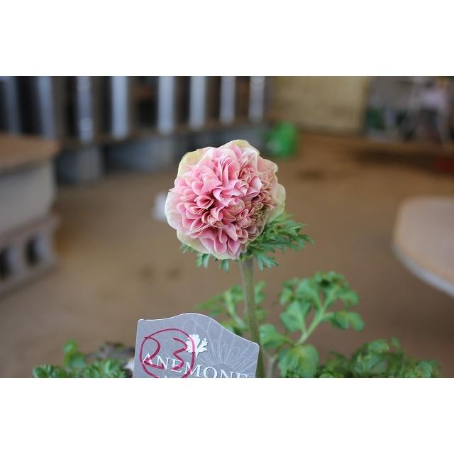 ２１アネモネ 苗 現品販売 お一人５株まで アンアリス D２３番 ３ ５号ポット 21aneand23lp63 森農園ネットショップ 通販 Yahoo ショッピング