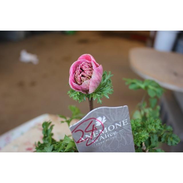 ２１アネモネ 苗 現品販売 お一人５株まで アンアリス D２４番 ３ ５号ポット 21aneand24hg13 森農園ネットショップ 通販 Yahoo ショッピング