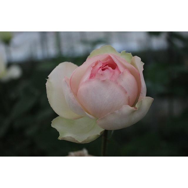 バラ苗 強香 とげ少ない アンレーブ（'KI-29）4号 今井清作出 切り花