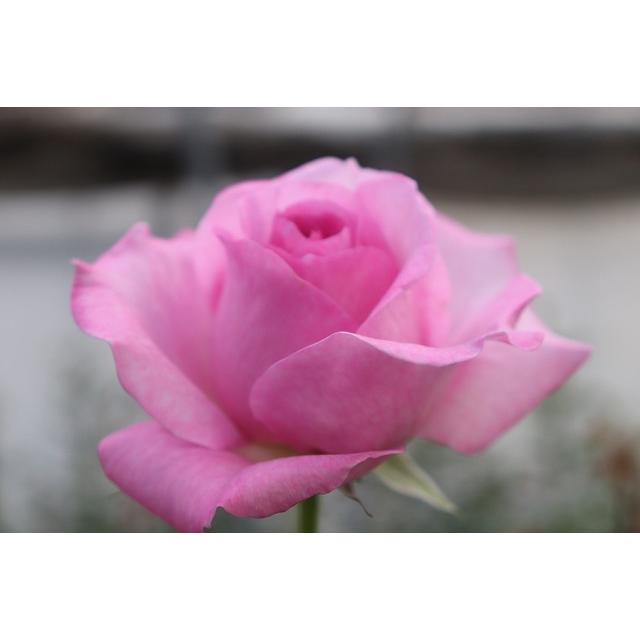 「丸アイ」切り花品種バラ苗　レアバラ 　2点 楽天市場】予約販売 ミニバラ アイムーン 3号ポット 四季咲き 強