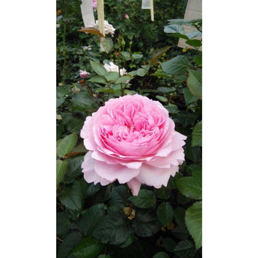 ちょこ様専用！バラ 苗 四季咲 ① 強香 強健 イブ系 挿し木 切花 花