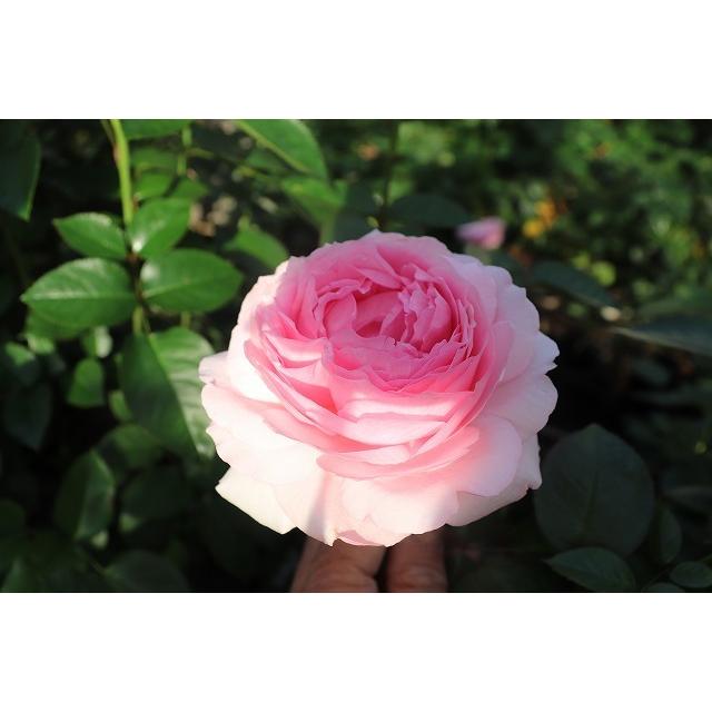 バラ苗 強香 イブ系 knR1-76 4号 今井ナーセリー 切り花品種接ぎ木