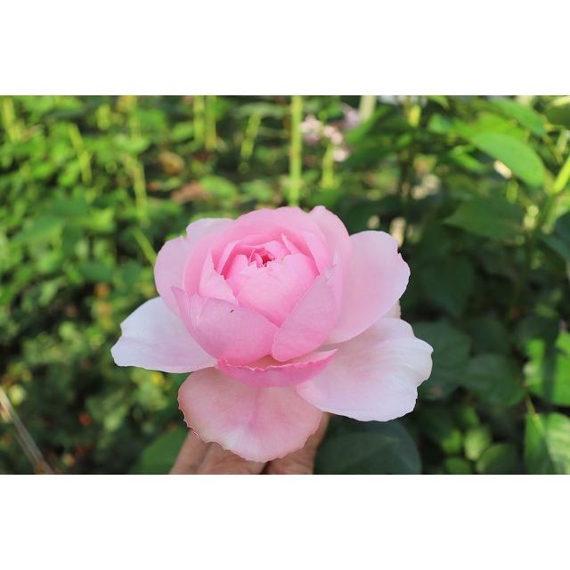 バラ苗 強香 イブ系 knR1-76 4号 今井ナーセリー 切り花品種接ぎ木