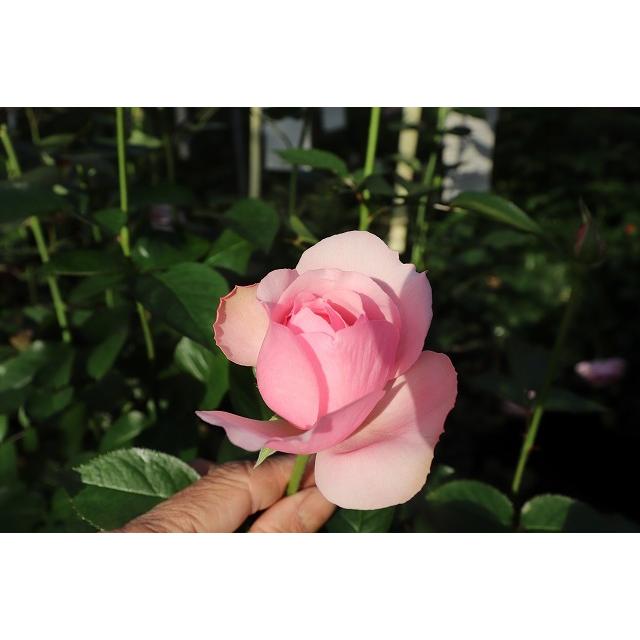 バラ苗 強香 イブ系 knR1-76 4号 今井ナーセリー 切り花品種接ぎ木