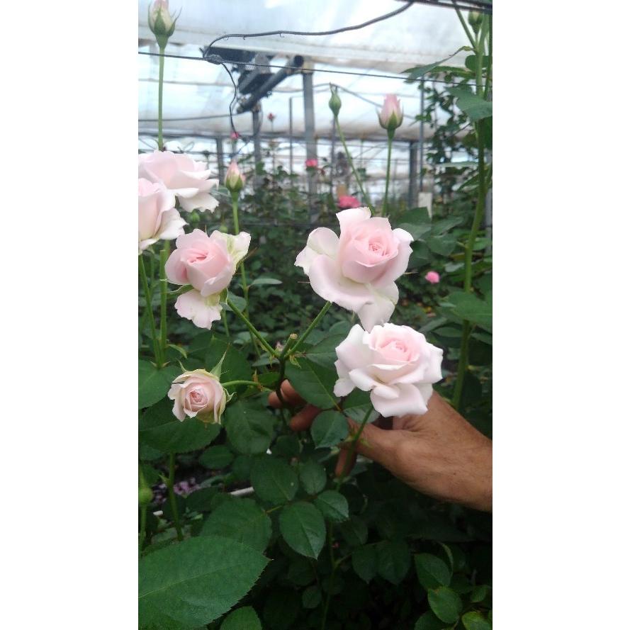 バラ苗 とげなし スプレー咲 spknR2-507 4号 今井清作出 切り花品種