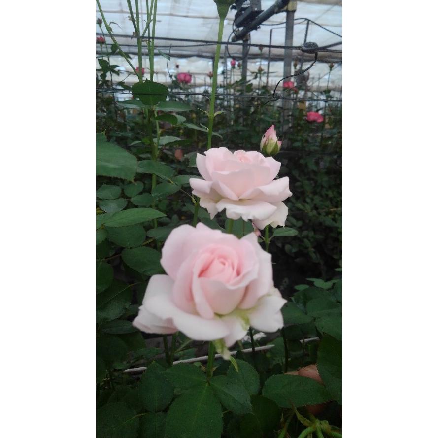 バラ苗 とげなし スプレー咲 spknR2-507 4号 今井清作出 切り花品種