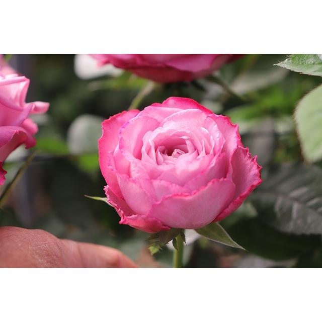 ２１ New 強香 矮性 バラ苗切り花品種接ぎ木 Knr1 73 ２ ３号