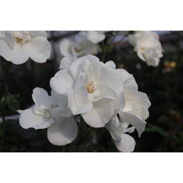 ２１ New バラ苗切り花品種接ぎ木 Spホワイトウェーブ２ ３号 購入前に下記の重大なコツなどを読んでください 21baraimaisuno Uehg92 森農園ネットショップ 通販 Yahoo ショッピング