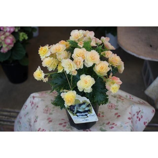 ２１エラチオールベゴニア 苗 鉢花 ルネッサンス ウリエル４号鉢 21eratibegourierlo64 森農園ネットショップ 通販 Yahoo ショッピング