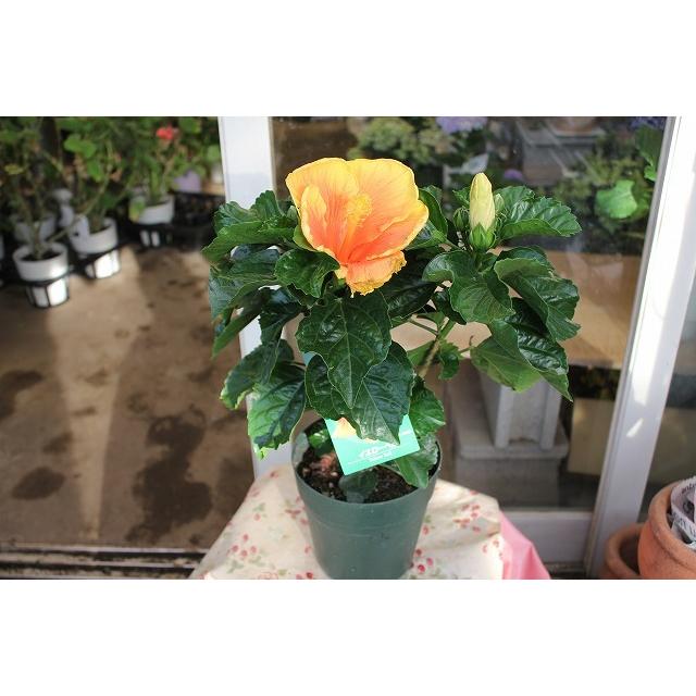 ２１ハイビスカス 苗 鉢花 大輪 朝風園の魅力的な品種 イエローベル５号鉢 21haibiiero Beruyhn95 森農園ネットショップ 通販 Yahoo ショッピング