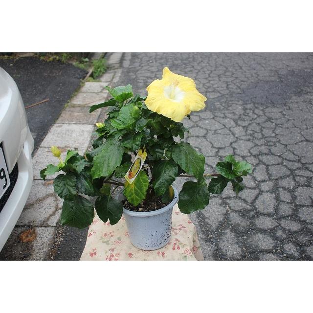 ２１ハイビスカス 苗 鉢花 大輪 レモンイエロー５号鉢 Belle Ile Nature Org