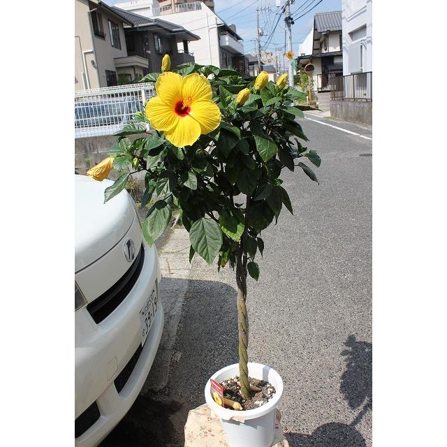 ハイビスカス苗 オレンジ系 熱帯花木 ９センチ深ポット 大人の上質 ９センチ深ポット