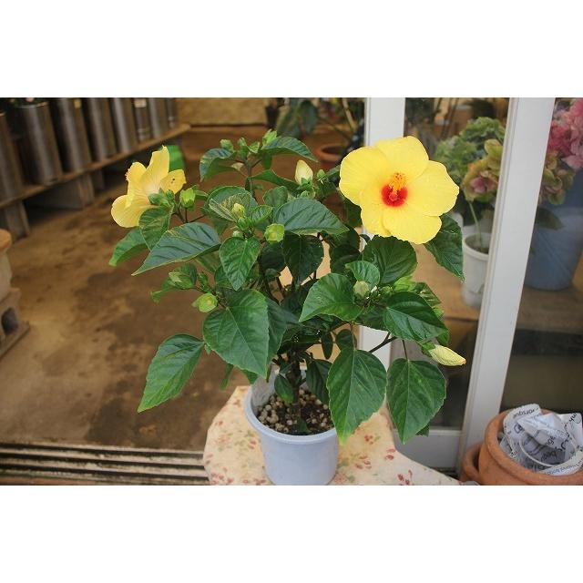 ２１ハイビスカス 苗 鉢花 イエローで一番人気 サニーウィンド５号鉢 21haibisani Uinygf65 森農園ネットショップ 通販 Yahoo ショッピング