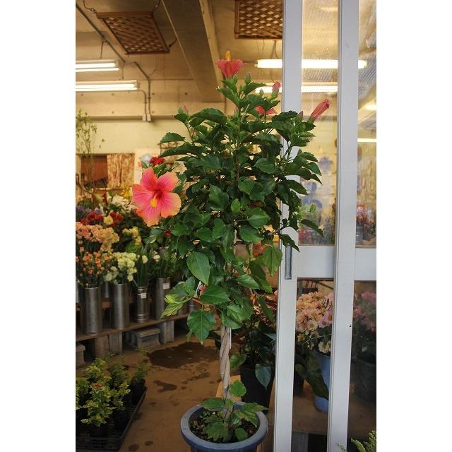 ２１ハイビスカス 苗 鉢花 スタンド仕立て ミセスユミ S8 ８号鉢 21haibiyumihu68 森農園ネットショップ 通販 Yahoo ショッピング