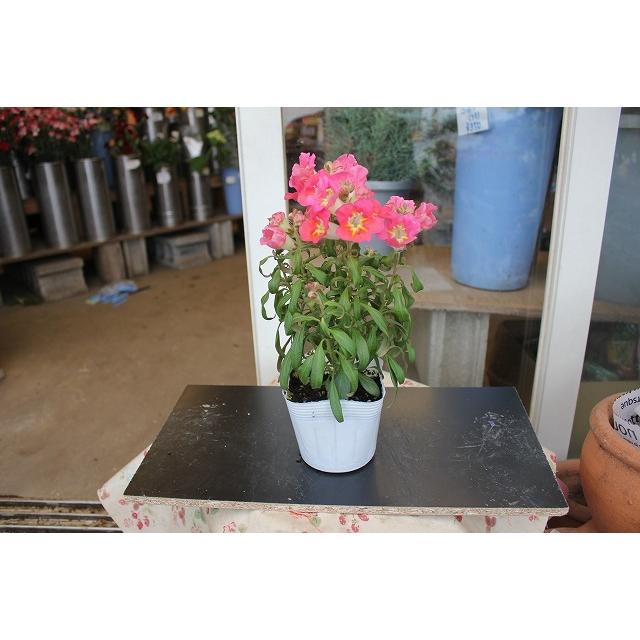 ２１キンギョソウ 金魚草 苗 アンティークタイプ サーモンオレンジ３ ５号ポット 21kingyoanthi Kuyb 森農園ネットショップ 通販 Yahoo ショッピング