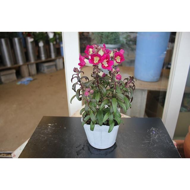 ２１キンギョソウ 金魚草 苗 アンティークタイプ ディープローズ３ ５号ポット 21kingyoanthi Ro Zuyb53 森農園ネットショップ 通販 Yahoo ショッピング