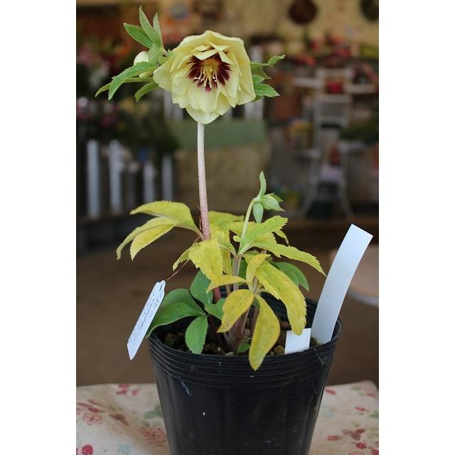 ２１クリスマスローズ 苗 開花株 ダブル ゴールドフラッシュ４号ロングポット 21kurisogohuac54 森農園ネットショップ 通販 Yahoo ショッピング