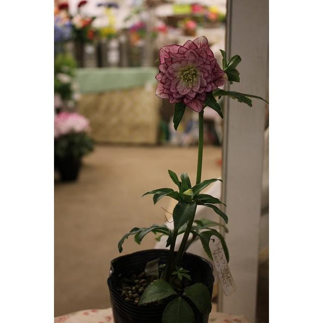 ２１クリスマスローズ 苗 開花株 ダブル 多弁系リバーシブルピコティ４号ロングポット 21kurisoripich744 森農園ネットショップ 通販 Yahoo ショッピング