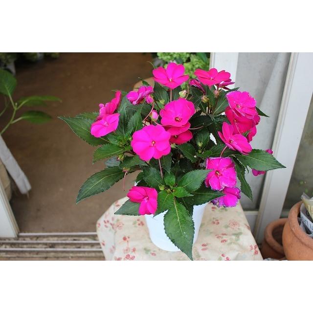 ２１インパチェンス 苗 鉢花 直射日光 半日陰まで ニューギニアインパチェンス サンハーモニー １ ５号底面給水鉢 21nyu Giinpasan1kj95 森農園ネットショップ 通販 Yahoo ショッピング