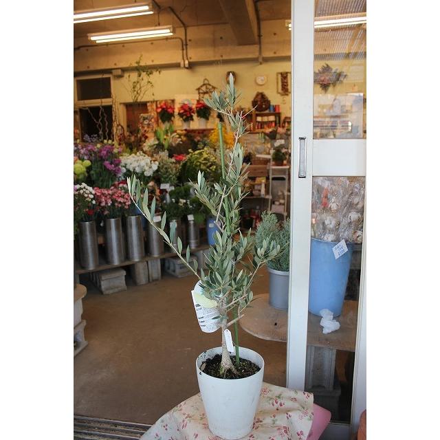 ２１オリーブの木 オリーブ苗木 苗 根を洗って植え替え済み 仕立て済み ピクアル６号鉢 現品 21ori Pikuarugc26 森農園ネットショップ 通販 Yahoo ショッピング